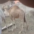 بكره للبيع 8-10 شهور مهجنه الاب حر والام خواره