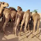 قعدان صوماليه جمله وتفريد