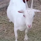 ماعز قزم