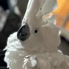 للبيع كوكاتو امبريلا