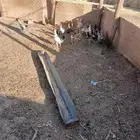 للبيع دجاج بلدي وفيومي