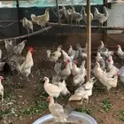 للبيع دجاج ألمنيوم بياض