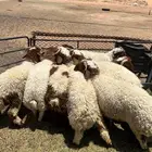 خرفان للبيع