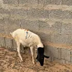 برابر للبيع