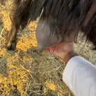 معزاء عوارض طيبه تم البيع