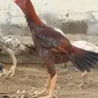 ديك باكستاني