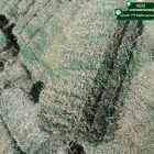 برسيم مخلوط طبرجل