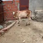 حسيله للبيع فل شحم