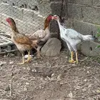 دجاج سندي