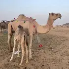 خلفة اركة
