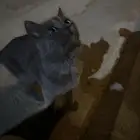 قط اليف ضايع يحتاج من يتبناه