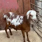غنم برابر مطور