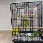 للبيع زوج من طير الدرة أعمارها تقريبا  6 شهور