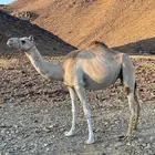ناقة طيبه سلاله وطبع