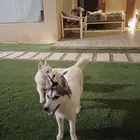 كلب