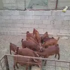 عنقان دهم صنف اعمارها ثلاثه شهور واكثر