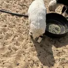 خروف حري