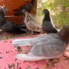 5 أزواج طبات صنعاني شيبه