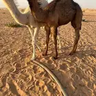 حوار لباني