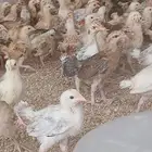 صوص بلدي محصن مرتين عمره 23يوم