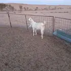 للبيع جفره هولنديه
