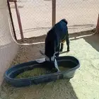 تيس عارضي ثني للبيع