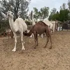 حشو للبيع تربية مراح وتحت امهاتهن