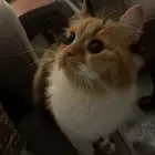 قطه للتزاوج