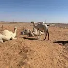 مفروده وضحاء
