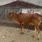 خبشه ثنيه شحم للبيع