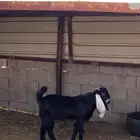 تيس للبيع