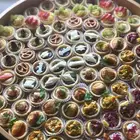 توزيعات ميني تارت