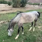 الاسم بهاج العمر أربع سنين وتسع شهور