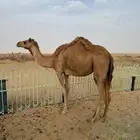 اصيل هجن بنت سياف