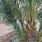 فسائل برحي