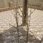 اثاث