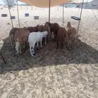 الشميسي طريق الخواجات