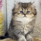 سكوتش فولد برتش قطط كيتن قطه قطوه cat