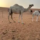 خلف عفراء تماميه أم ثاني تحتها قعود هديه حليب