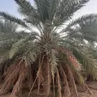 للبيع نخل خلاص