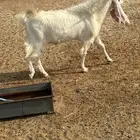 تيس للبيع التواصل