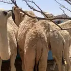قعدان بريه للبيع