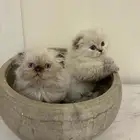 قطط سكوتش وهملايا