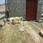 رخال