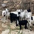 معزاء مقاني