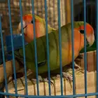 طيرين روز جوز منتجات