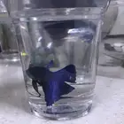 سمك