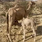 ناقه خلفه للبيع