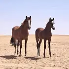 البيع مهر عربي مع البل