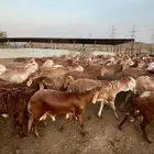 طليان سواكن حمر مرباه 5 اشهر